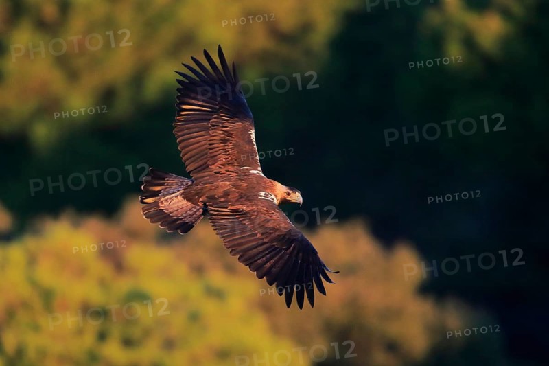 Spanish Imperial Eagle (Aquila adalberti) male flying, Andalusia, Spain