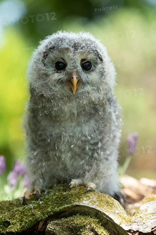 Ural Owl (Strix uralensis) fledgling, captive, Germany