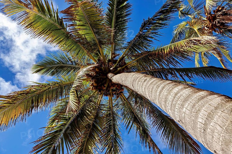 View from below of a palm tree trunk against a bright blue sky, The South Pacific palm trees on Easter Island in the Pacific Ocean