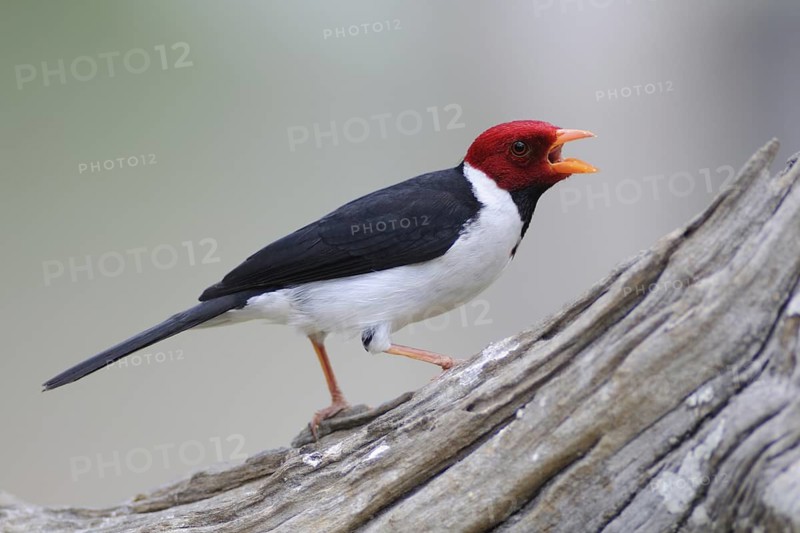 Yellow-billed Cardinal (Paroaria capitata), Pantanal, Brazil