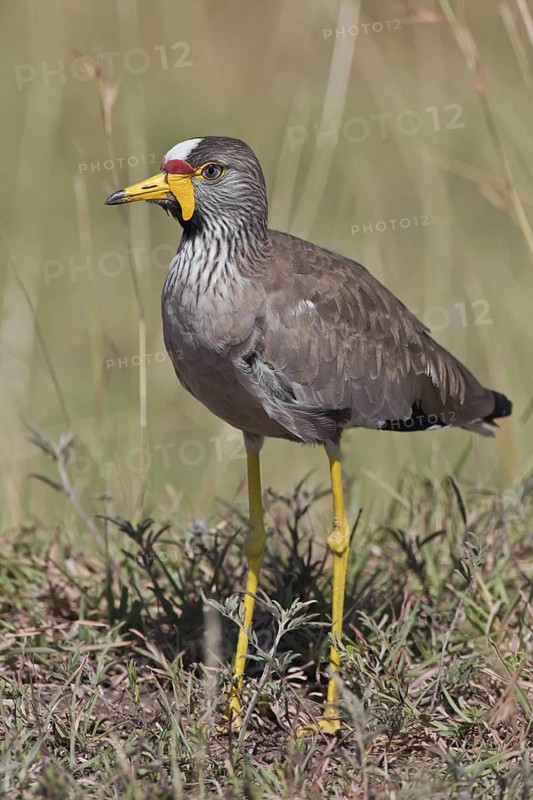 African Wattled Lapwing (Vanellus senegallus), Masai Mara, Kenya