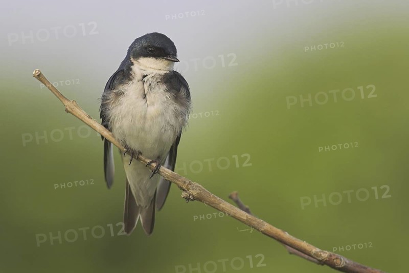 Tree Swallow (Tachycineta bicolor), Ontario, Canada