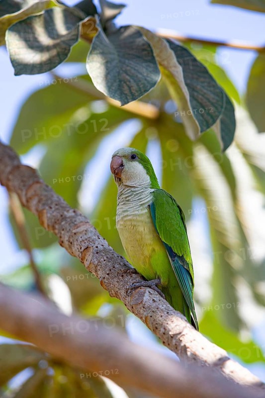 Monk parakeet (Myiopsitta monachus) Pantanal Brazil