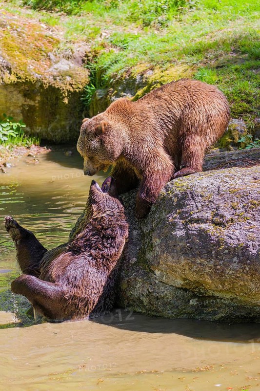 A Eurasian brown bear (Ursus arctos arctos) sow fighting with a big male in a pond