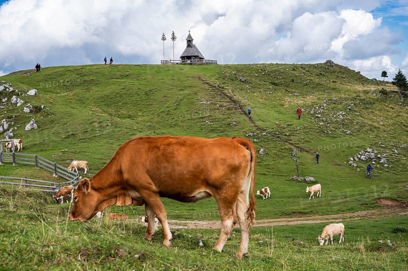 A lively scene on a mountain ridge where several hikers follow a trail past a traditional wooden chapel while brown and white cows graze in the foreground in Slovenia