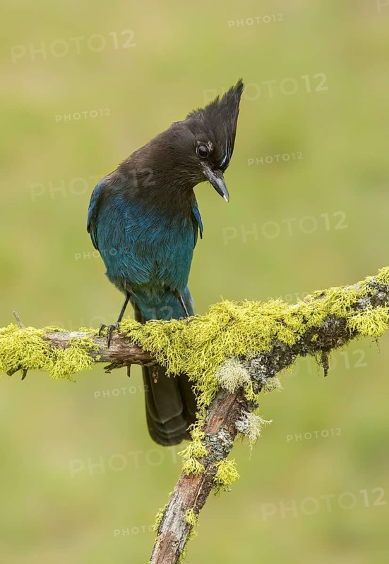 Steller's Jay (Cyanocitta stelleri), British Columbia, Canada