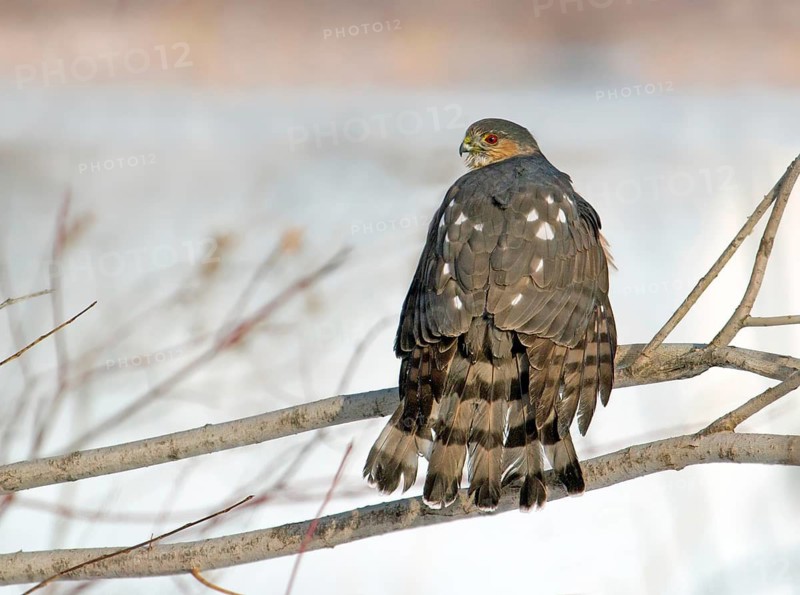 Sharp-shinned Hawk (Accipiter striatus), Saskatchewan, Canada