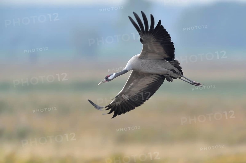 Common Crane (Grus grus) flying, Mecklenburg-Western Pomerania, Germany