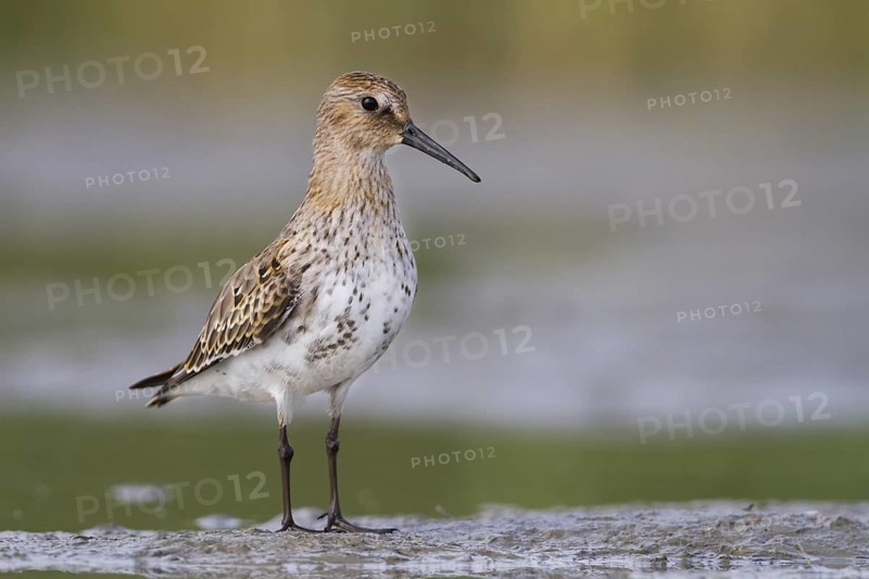 Dunlin (Calidris alpina), Vorarlberg, Austria