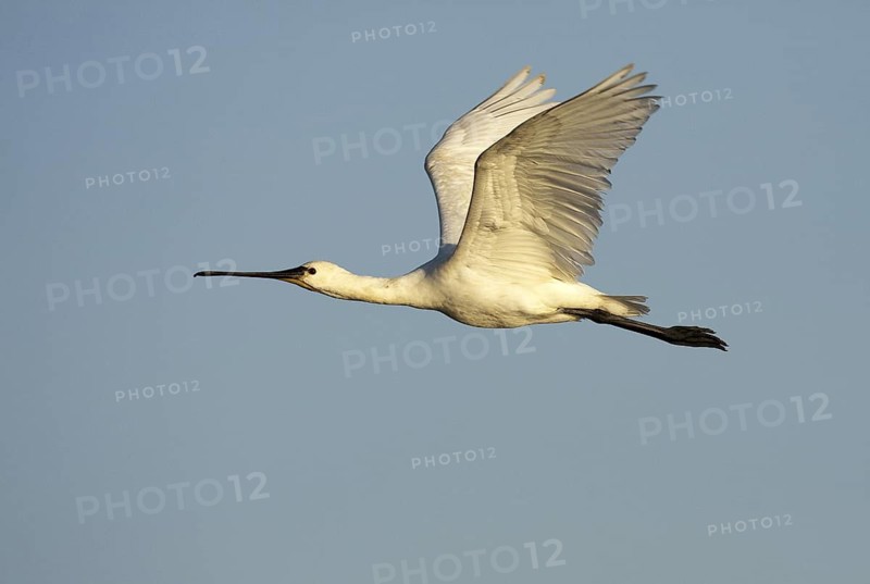 Eurasian Spoonbill (Platalea leucorodia) flying, Andalusia, Spain