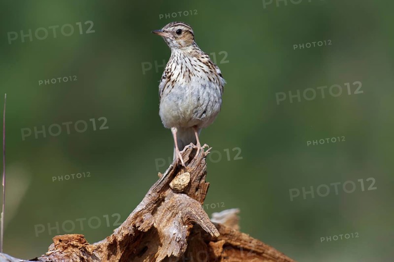Woodlark (Lullula arborea), Brandenburg, Germany