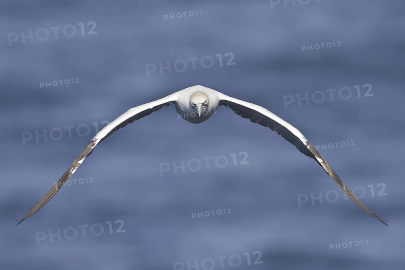 Northern Gannet (Morus bassanus), Newfoundland, Canada