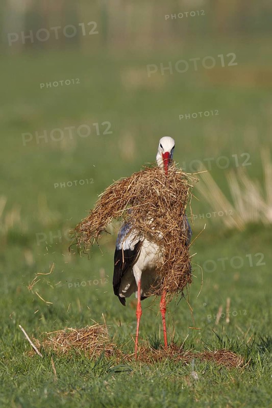 White Stork (Ciconia ciconia), North Rhine-Westphalia, Germany