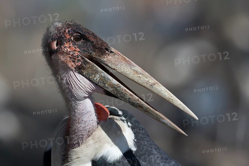 Marabou Stork (Leptoptilos crumenifer), Oromia, Ethiopia