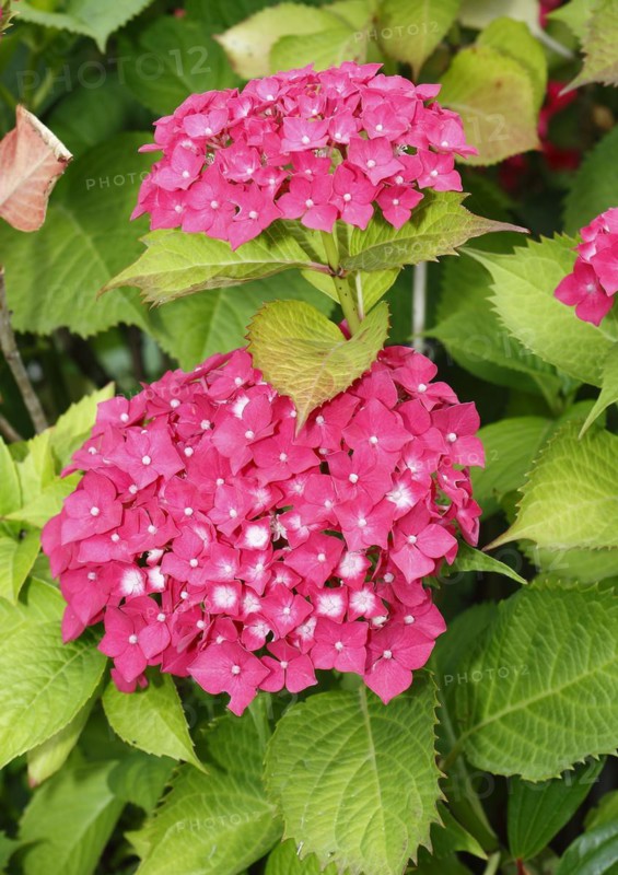 Pink flowering bigleaf hydrangea (Hydrangea macrophylla), North Rhine-Westphalia, Germany