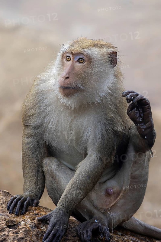Long-tailed Macaque (Macaca fascicularis) close-up, Thailand