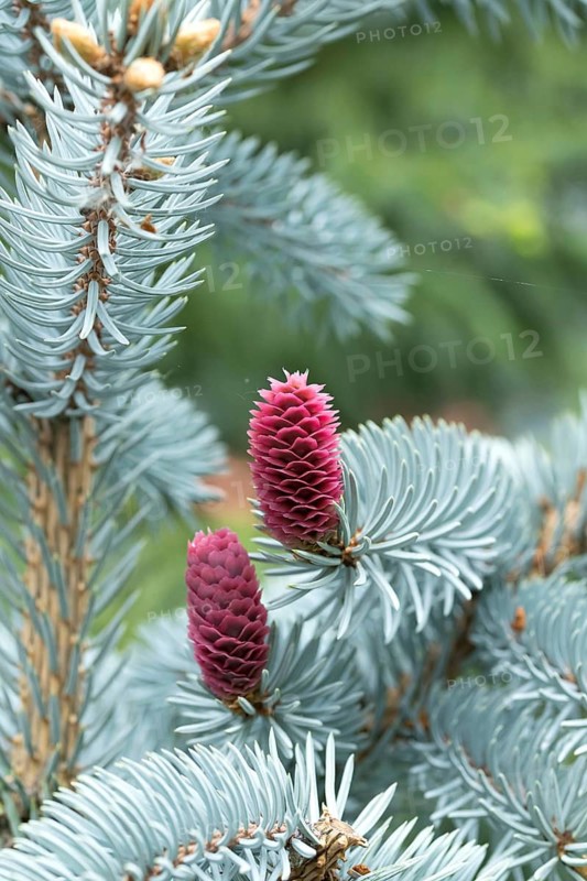 Blue spruce (Picea pungens 'Erich Frahm'), female flower, Saxon State Office for the Environment, Germany