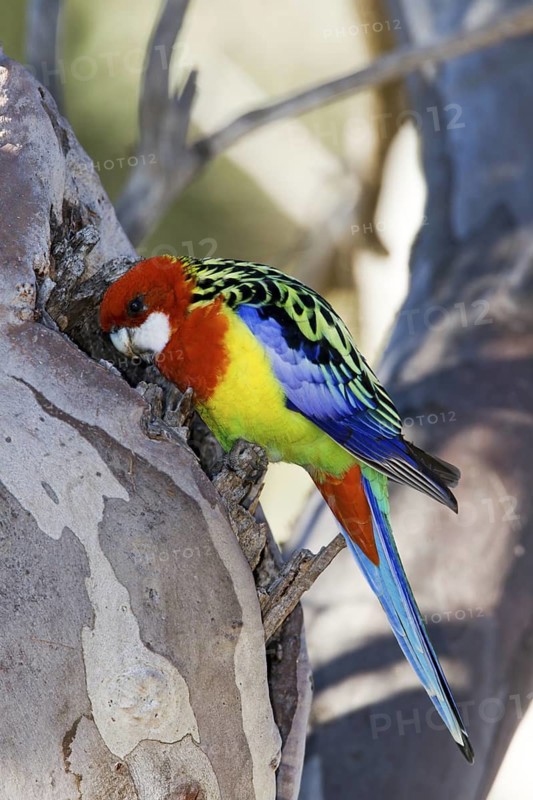 Eastern Rosella (Platycercus eximius), Australian Capital Territory, Australia