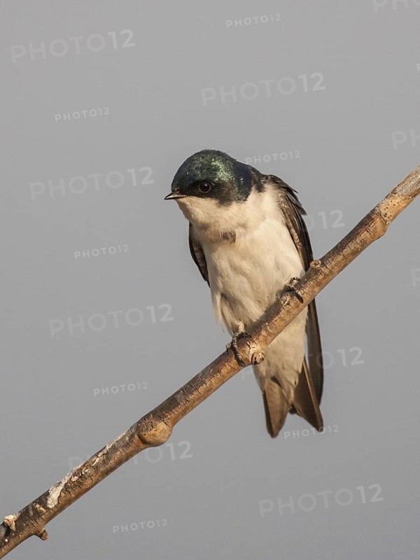 Tree Swallow (Tachycineta bicolor) male, Colorado, USA