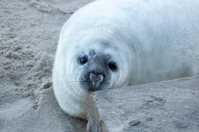 Atlantic grey seal (Halichoerus grypus) juvenile baby pup animal on a beach in winter, England, United Kingdom