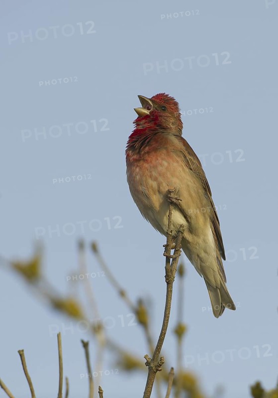 Common Rosefinch (Carpodacus erythrinus) male singing, Mecklenburg-Western Pomerania, Germany