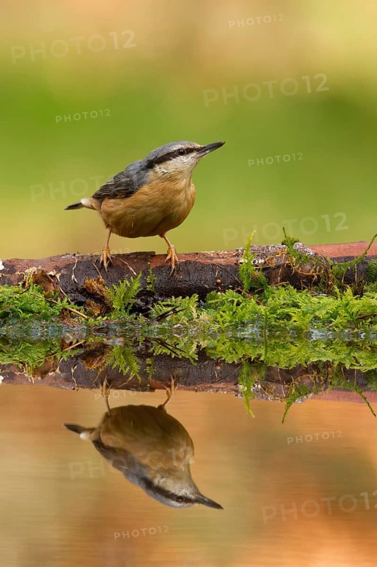 Eurasian Nuthatch (Sitta europaea), Utrecht, Netherlands
