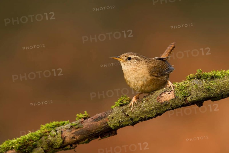 Eurasian Wren (Troglodytes troglodytes) perched on a mossy tree, Utrecht, Netherlands