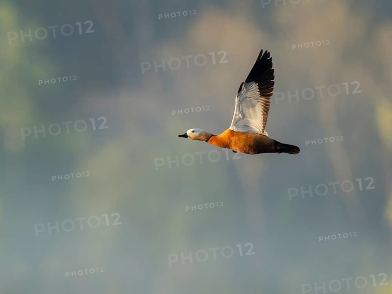 Ruddy shelduck (Tadorna ferruginea), male in flight, wildlife, Lower Saxony, Germany
