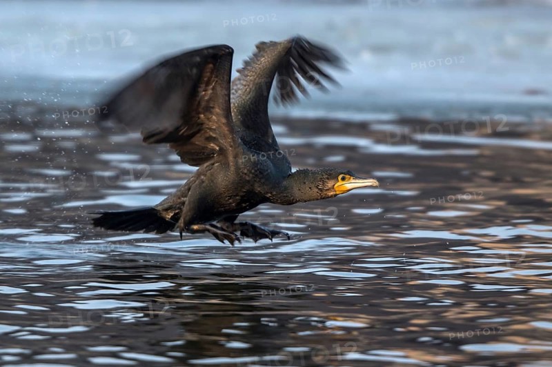 Great Cormorant (Phalacrocorax carbo) taking flight, Mecklenburg-Western Pomerania, Germany