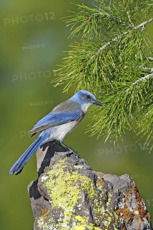 Woodhouse's Scrub-Jay Aphelocoma woodhouseii Tucson, Pima County, Arizona, United States 9 February Adult Corvidae Formerly Western Scrub-Jay (Aphelocoma californica nevadae)