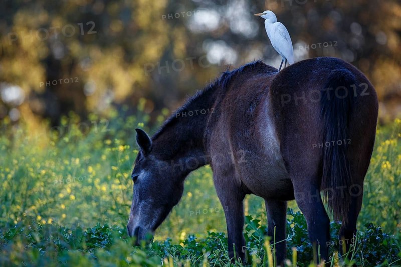 Western Cattle Egret (Bubulcus ibis), Andalusia, Spain