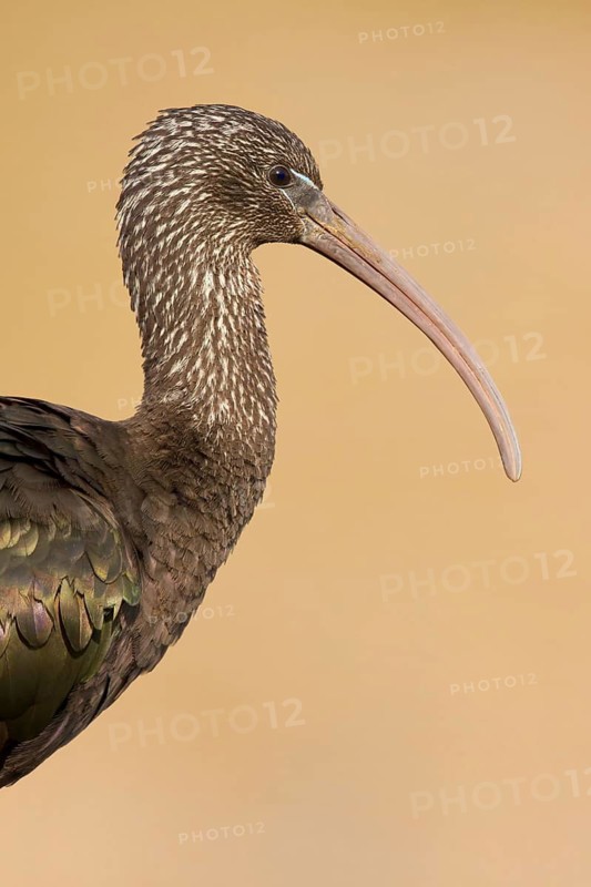 Glossy Ibis (Plegadis falcinellus), Drachten, Netherlands