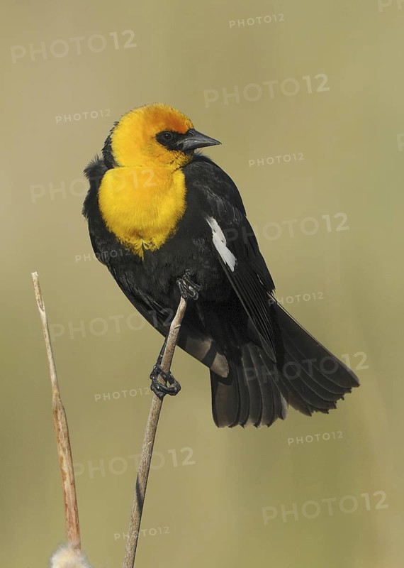 Yellow-headed Blackbird (Xanthocephalus xanthocephalus) male, Alberta, Canada