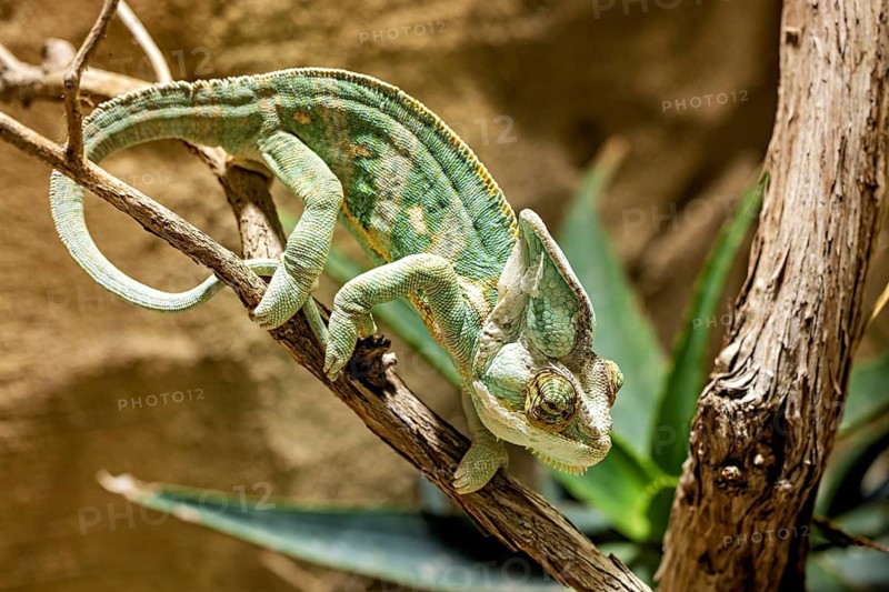 A chameleon crawls on a branch, surrounded by green plants, in the natural environment, A Yemen chameleon climbs over dry branches (Chamaeleo calyptratus)