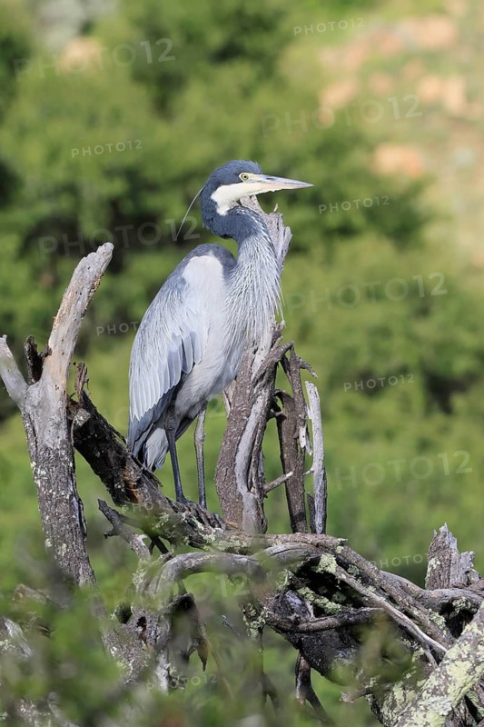 Black-necked Night Heron (Ardea melanocephala), adult, alert, perch, Mountain Zebra National Park, South Africa