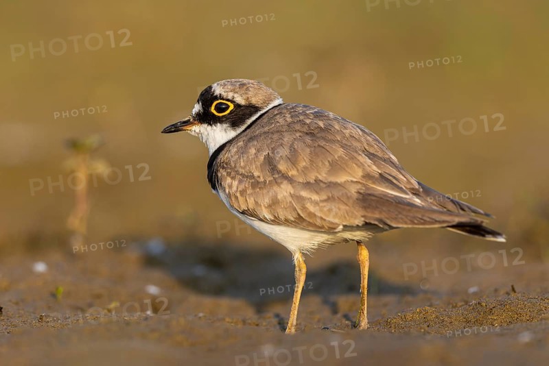 Little Ringed Plover (Charadrius dubius), North Rhine-Westphalia, Germany