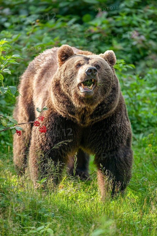 Brown bear (Ursus arctos) standing in a forest clearing and eating grass, captive, Bavarian Forest National Park, Bavaria, Germany