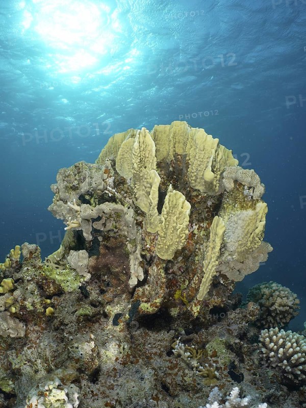 Plate fire coral (Millepora platyphylla)