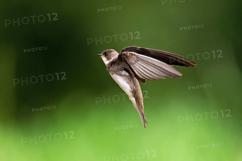 Sand martin (Riparia riparia), in flight, Reussegg nature reserve, Canton Aargau, Switzerland
