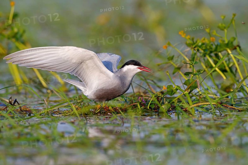 White-bearded Tern, White-bearded Tern, (Chlidonias hybridus), (Chlidonias hybrida), Marsh Tern family, biotope, habitat, foraging, standing in water, East Khawr / Khawr Ad Dahariz, Salalah, Dhofar, Oman