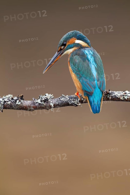 Common kingfisher (Alcedo atthis) adult female bird on a tree branch, Norfolk, England, United Kingdom