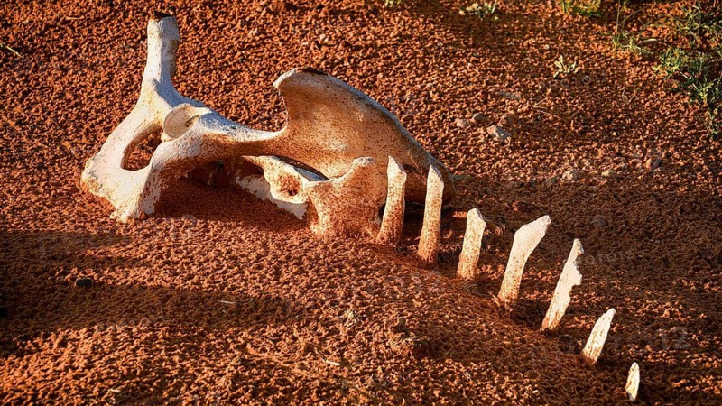 Camel bones, skeleton, skeleton, desert, animal, animals, mammal, mammals, dying, death, Saudi Arabia, Middle East
