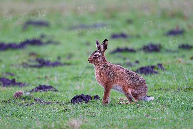 European hare (Lepus europaeus), meadow, Lake Dümmer, Germany
