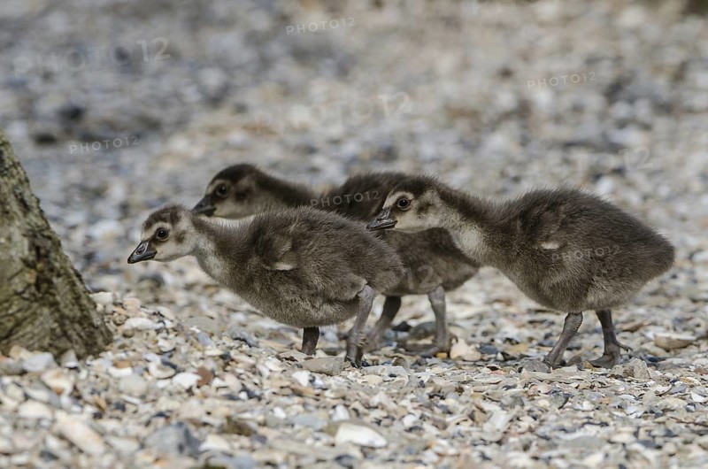 Nene (Branta sandvicensis) captive, juvenile, Schleswig-Holstein, Germany