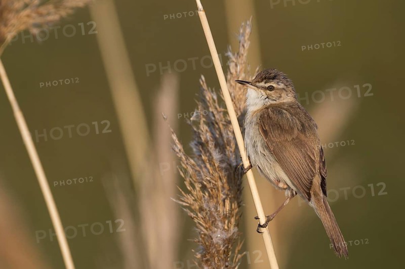 Paddyfield Warbler - Feldrohrsänger - Acrocephalus agricola ssp. septimus, Russia (Ural)