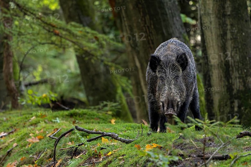 Instead of fleeing, the wild boar (Sus scrofa) approaches with its head lowered, mast year, acorns, beechnuts, October, Denmark