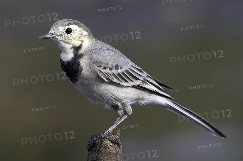 White Wagtail (Motacilla alba), Castile-La Mancha, Spain