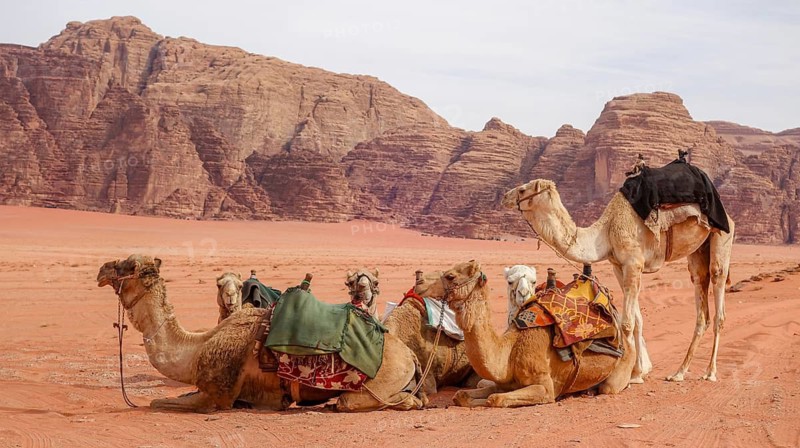 Herd of camels outfitted with colorful saddles resting on the sandy terrain with the stunning rock formations of Wadi Rum, Jordan in the background. Ideal for illustrating travel and adventure in the Middle East