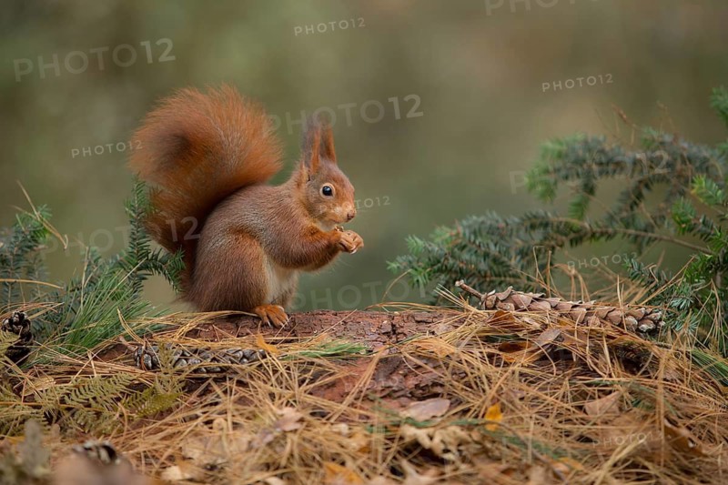 Eurasian Red Squirrel (Sciurus vulgaris) nibbling on pine cone seeds, Netherlands