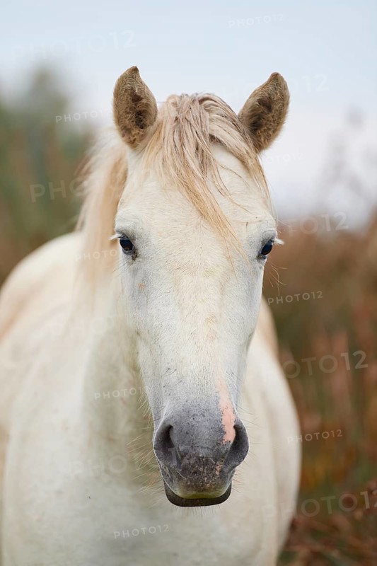 Close-up of a white Camargue horse with light-coloured mane and gentle expression, summer, Camargue, France
